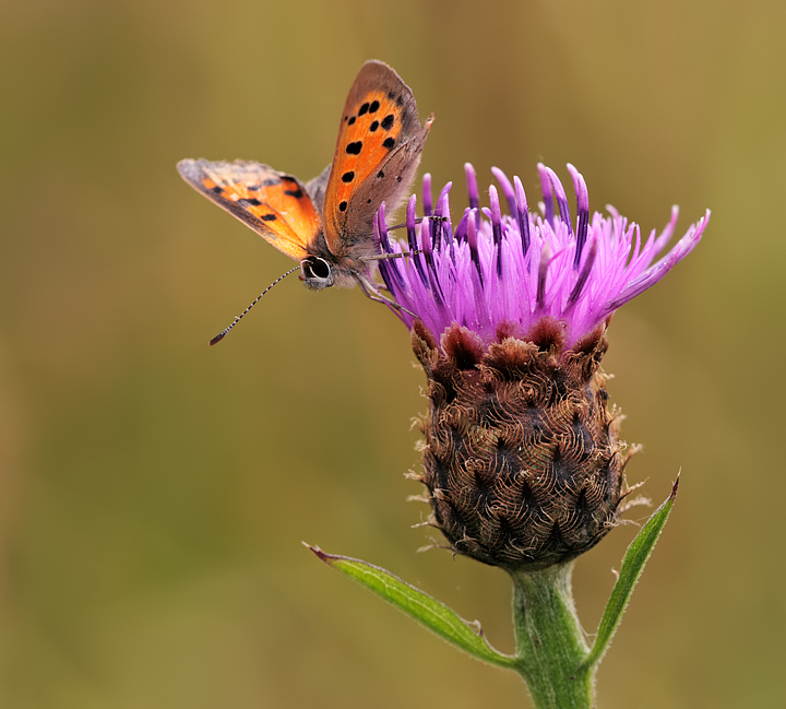 Small Copper 2